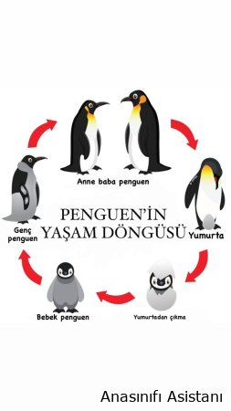 Penguenler Nerede Yaşar?